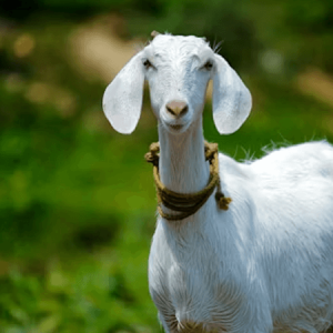 Kambing Boer Cross