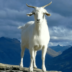 Kambing Jawa Randu