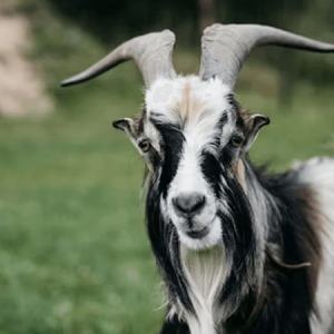 Kambing Kacang